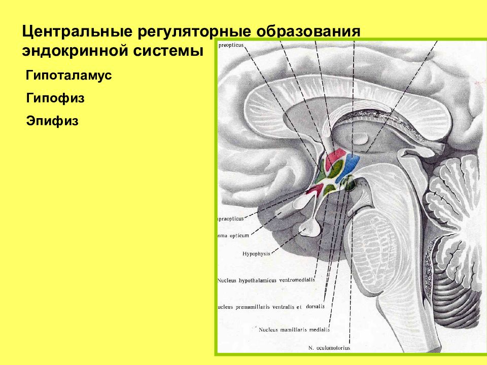 Гипоталамус эпифиз. "Гипоталамо-гипофизарная система.эпифиз. Гипоталамус и гипофиз гистология. Центральные регуляторные образования эндокринной системы. Гипоталамус гистология препарат.