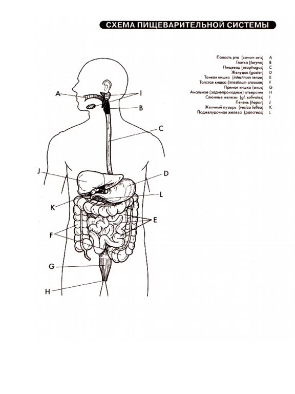 Заполните схему пищеварительная система. Пищеварительная система человека схема. Пищеварительная система человека схема без подписей. Строение пищеварительной системы человека схема с подписями. Пищеварительная система человека схема ЕГЭ.