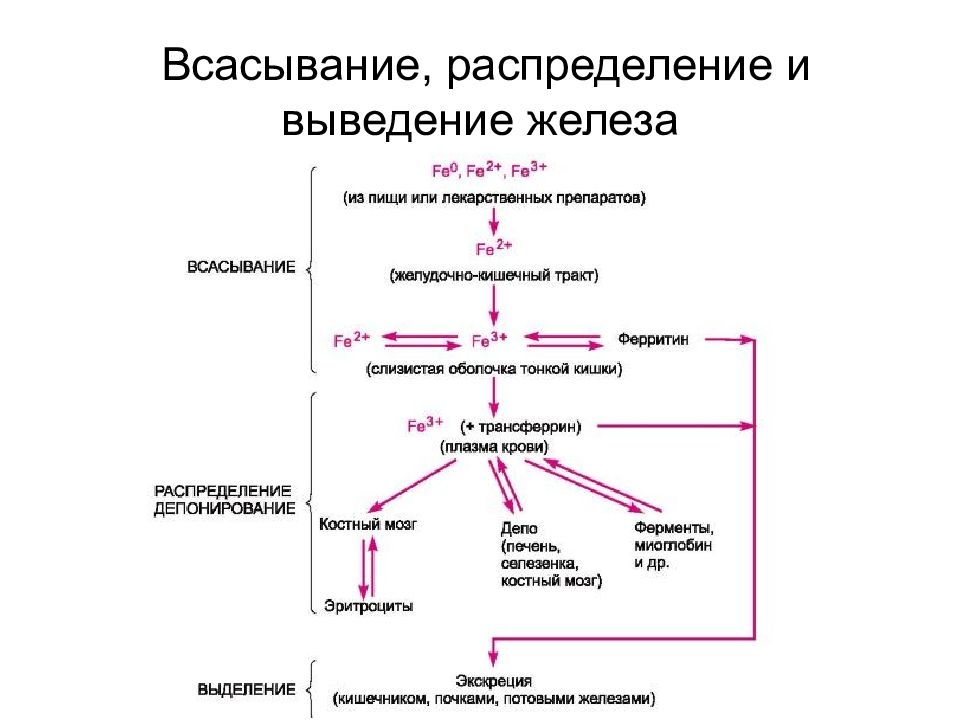 Обмен железа в организме биохимия презентация