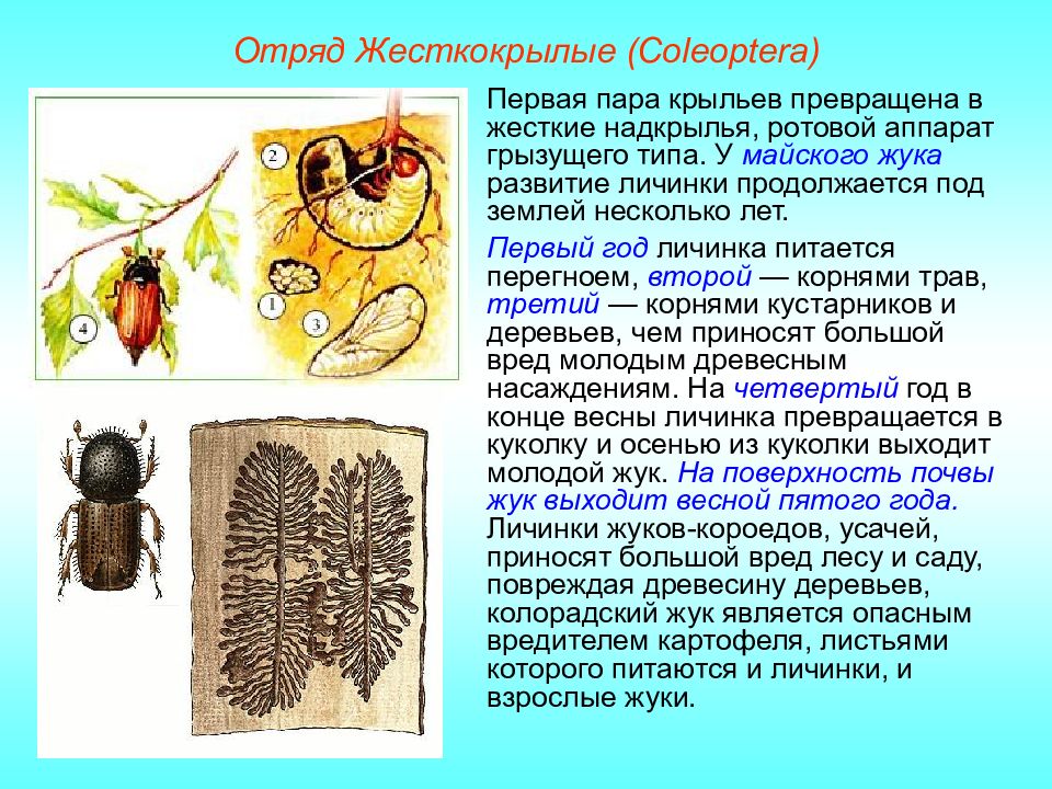 Отряд куколка. Развитие майского жука. Развитие жесткокрылых насекомых. Жесткокрылые насекомые жизненный цикл. Цикл развития майского жука.