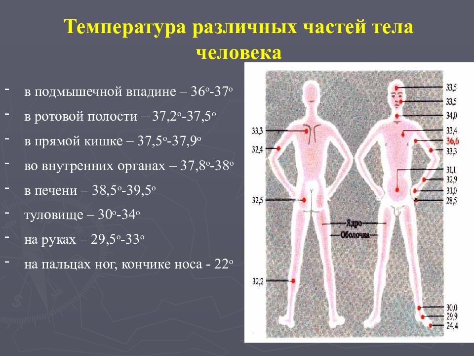 Температура тела и изотермия температурная карта человека