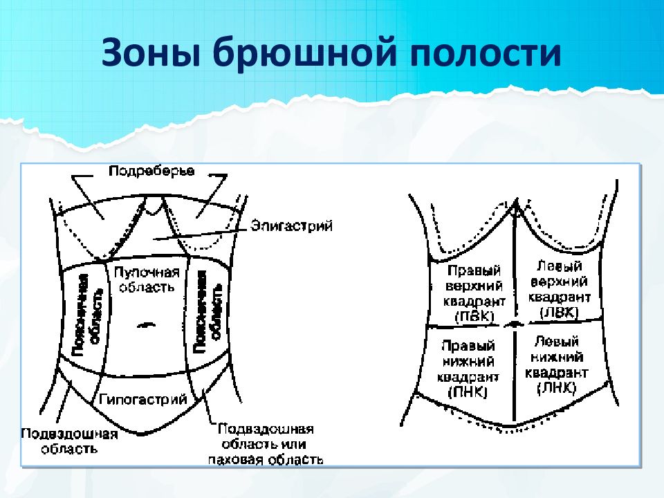 Зоны брюшной полости схема