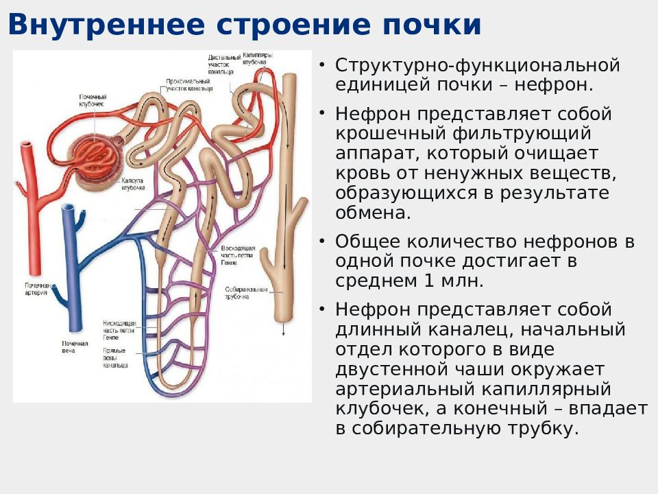 Структурная единица почки. Отделы нефрона и их функции. Фильтрационный аппарат почки. Артериальный клубочек.