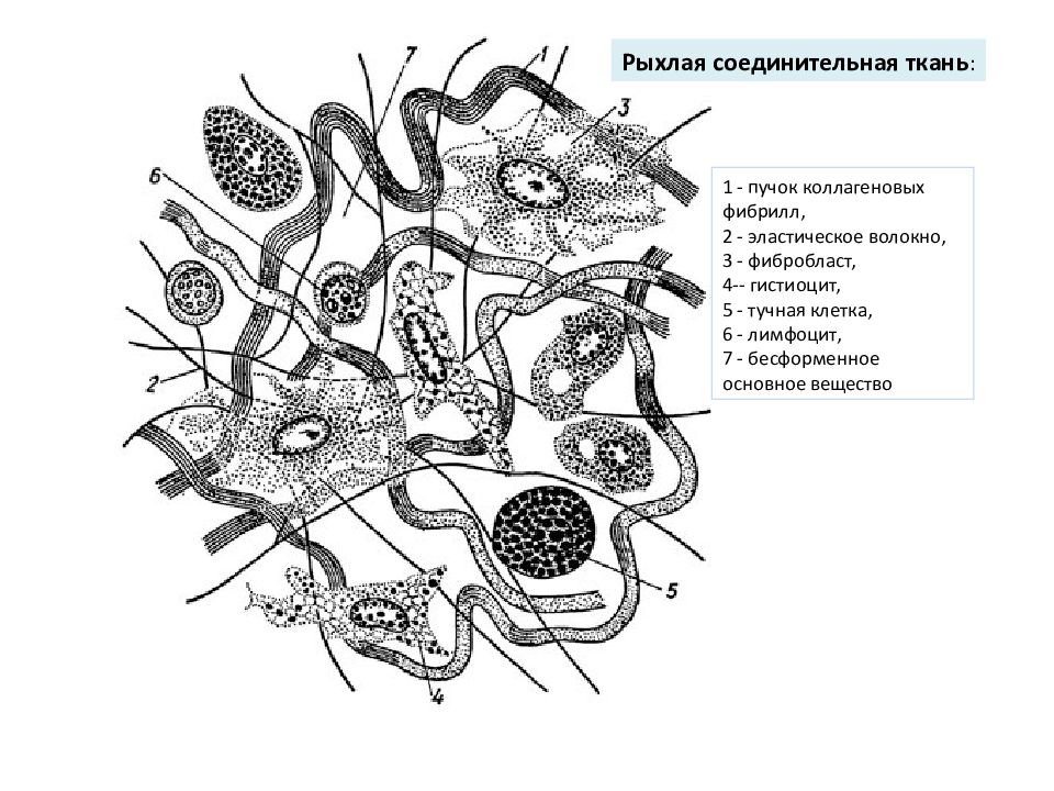 Рисунок соединительной. Рыхлая соединительная ткань подкожной клетчатки крысы. Клетки рыхлой волокнистой соединительной ткани. Строение рыхлой волокнистой соединительной ткани. Рыхлая соединительная ткань строение.