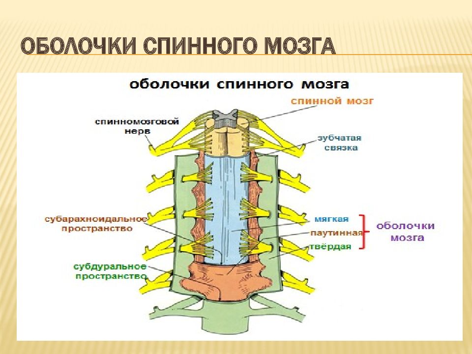 Оболочки спинного мозга. Твердая паутинная и мягкая оболочка спинного мозга. Строение твердой оболочки спинного мозга. Паутинная оболочка спинного мозга функции. Послойное строение спинного мозга.