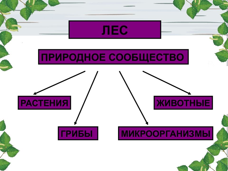 Презентация жизнь леса 4 класс окружающий мир презентация школа россии