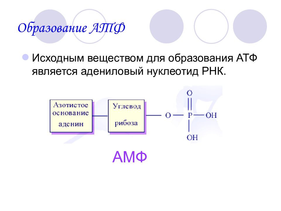 В молекулу атф входят. АТФ И другие органические соединения клетки. Образование АТФ. АТФ картинки для презентации. Адениловый нуклеотид.