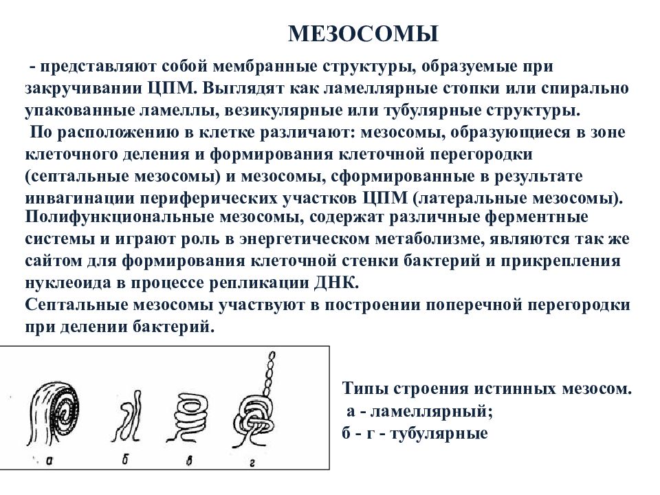 Мезосомы бактерий это