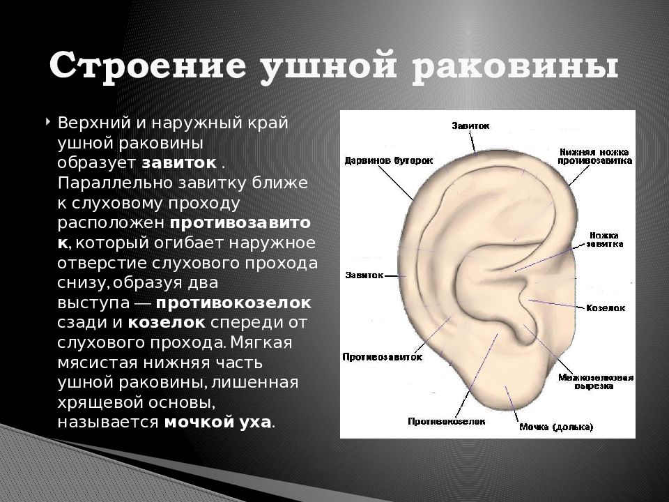 Устройство ушной раковины. Схема строения ушной раковины. Структура ушной раковины. Ушная раковина анатомия. Завиток ушной раковины анатомия.