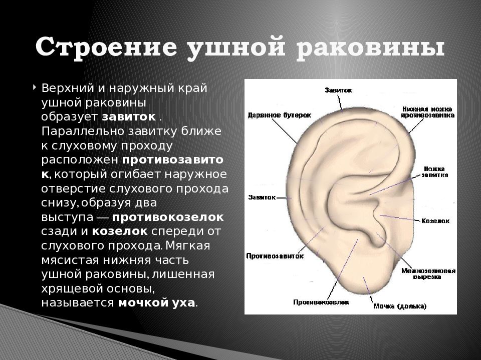 Ушная раковина относится. Строение ушной раковины. Структура ушной раковины. Завиток ушной раковины анатомия.