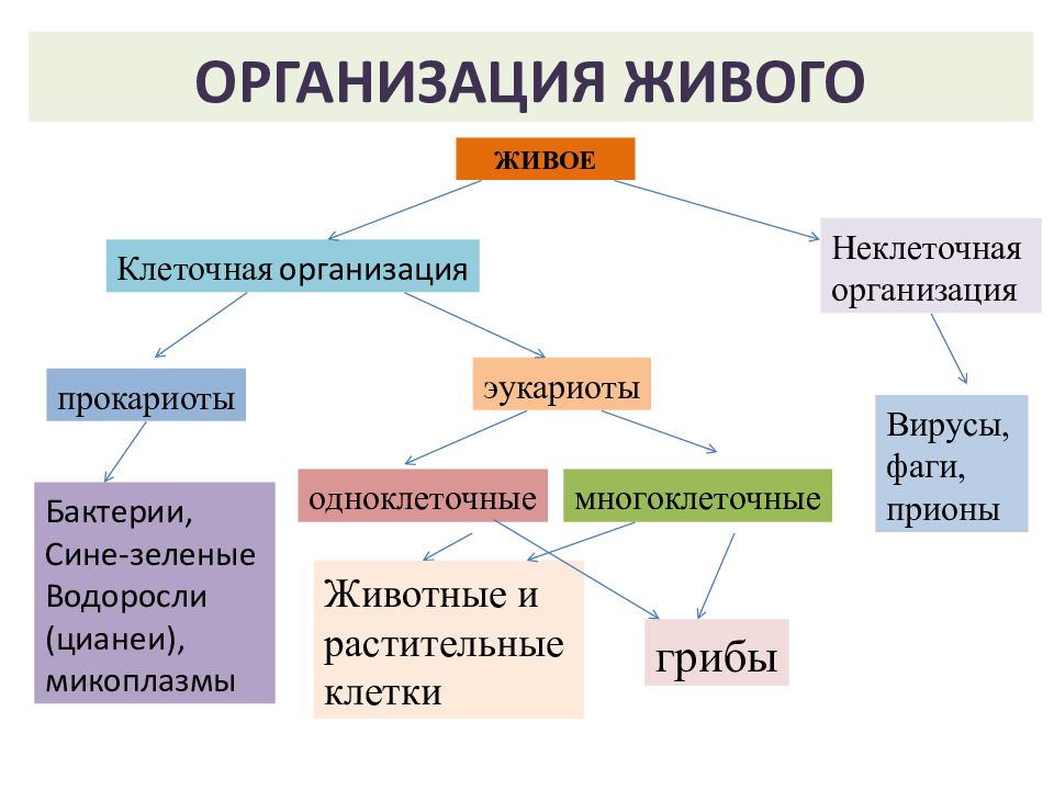 ОРГАНИЗАЦИЯ ЖИВОГО