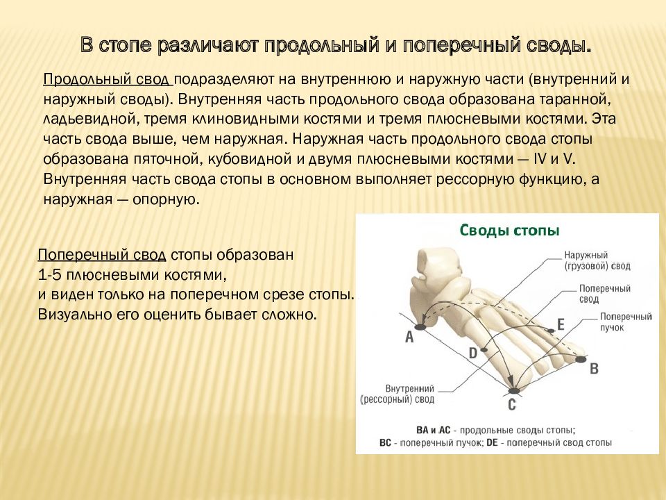 Описание стопы