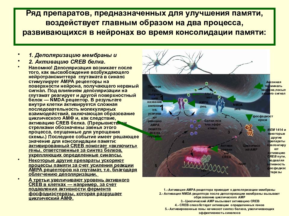 Процесс консолидации памяти. Консолидация памяти. Усиление активности процесса