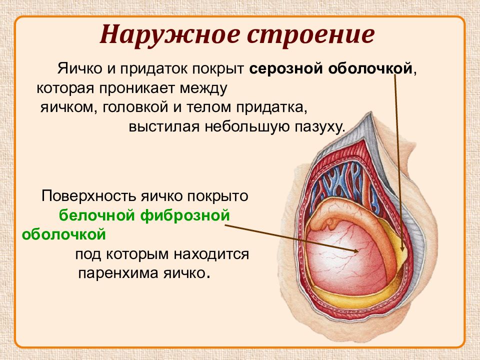 Оболочки яичка