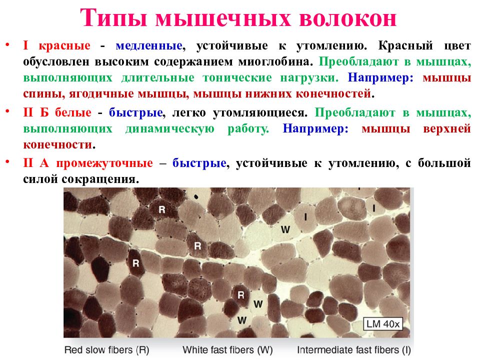 Типы волокон. Типы мышечных волокон. Типы скелетных мышечных волокон. Соотношение гликолитических и окислительных мышечных волокон. Типы мышечных волокон скелетной мускулатуры.