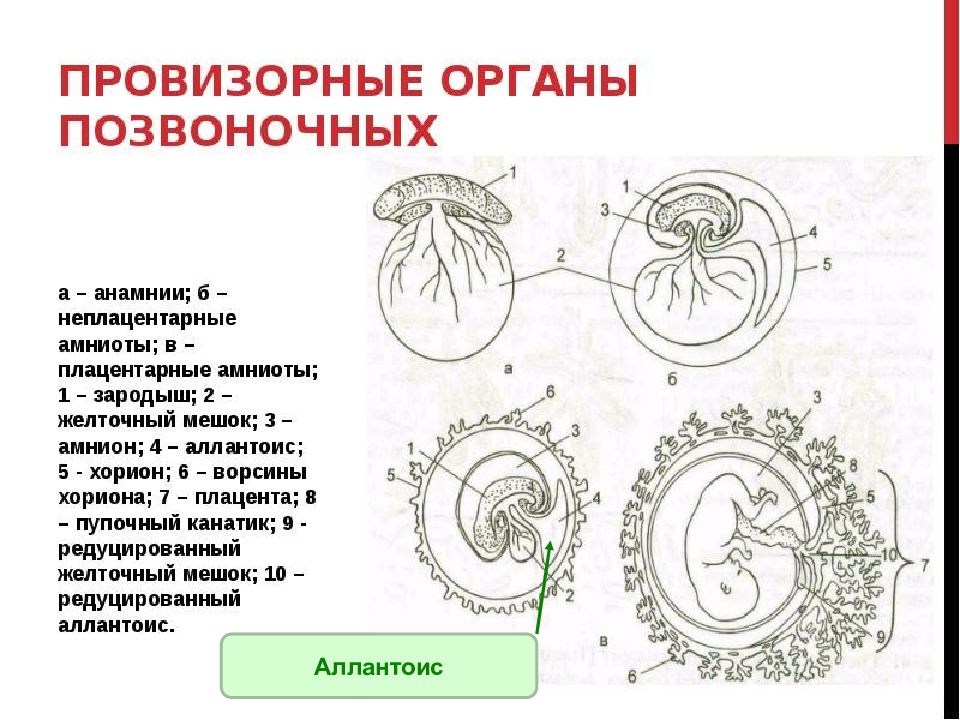 Особенности размножения человека презентация 9 класс фгос