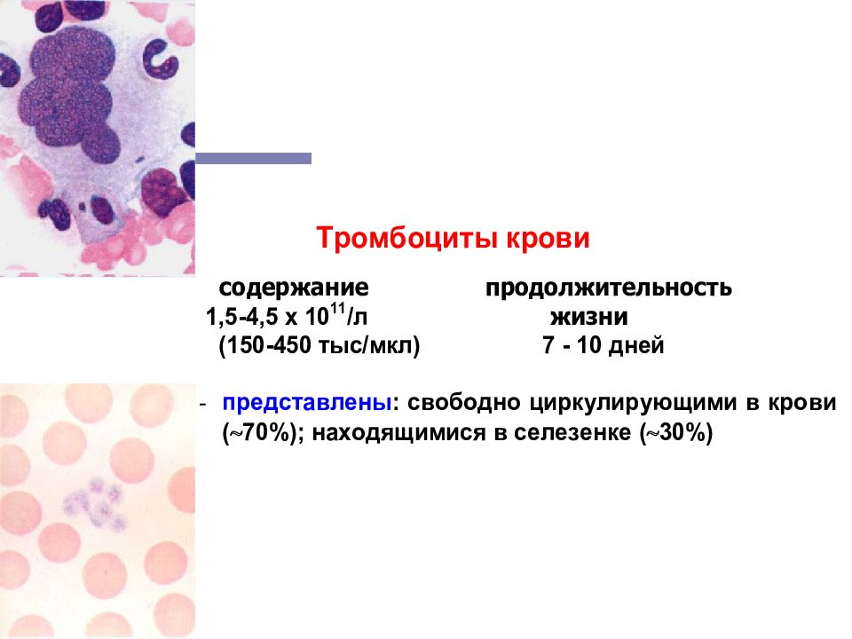 Кровь физиология презентация