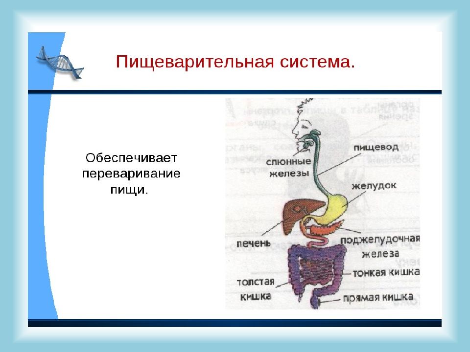 Строение тела отделы