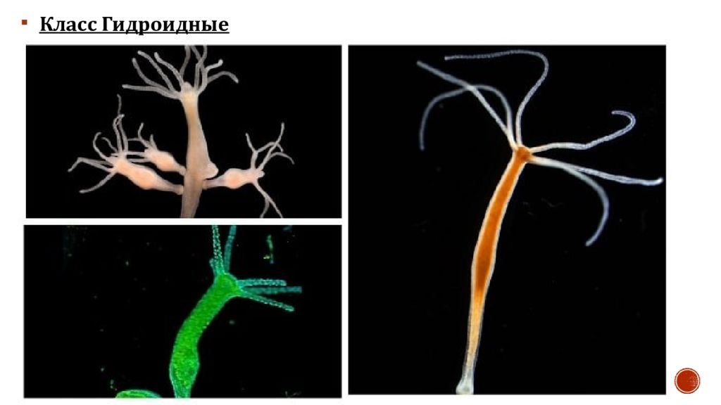 Пищеварительная система гидроидных. Что такое зигота у пресноводной гидры. Гидра длинностебельчатая. Гидра Пресноводная. Гидра обыкновенная стрекательные.