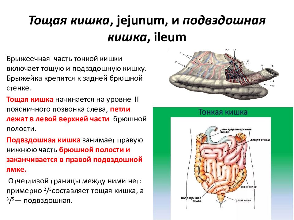 Толщина стенки тощей кишки