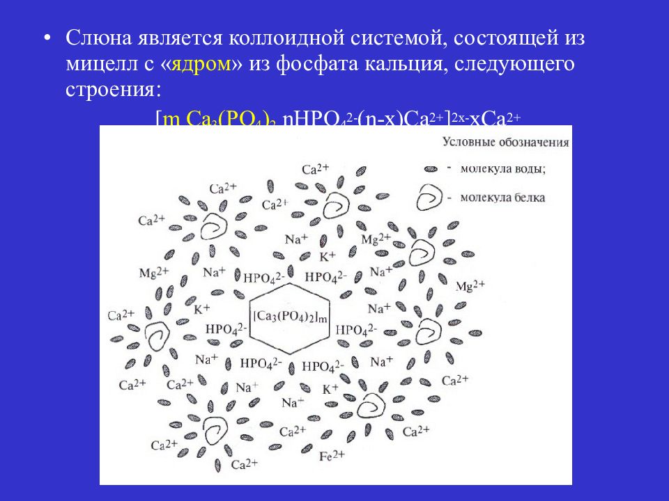 Строение слюны. Строение мицеллы слюны биохимия. Структура мицеллы слюны. Строение мицеллы фосфата кальция. Формула мицеллы слюны.