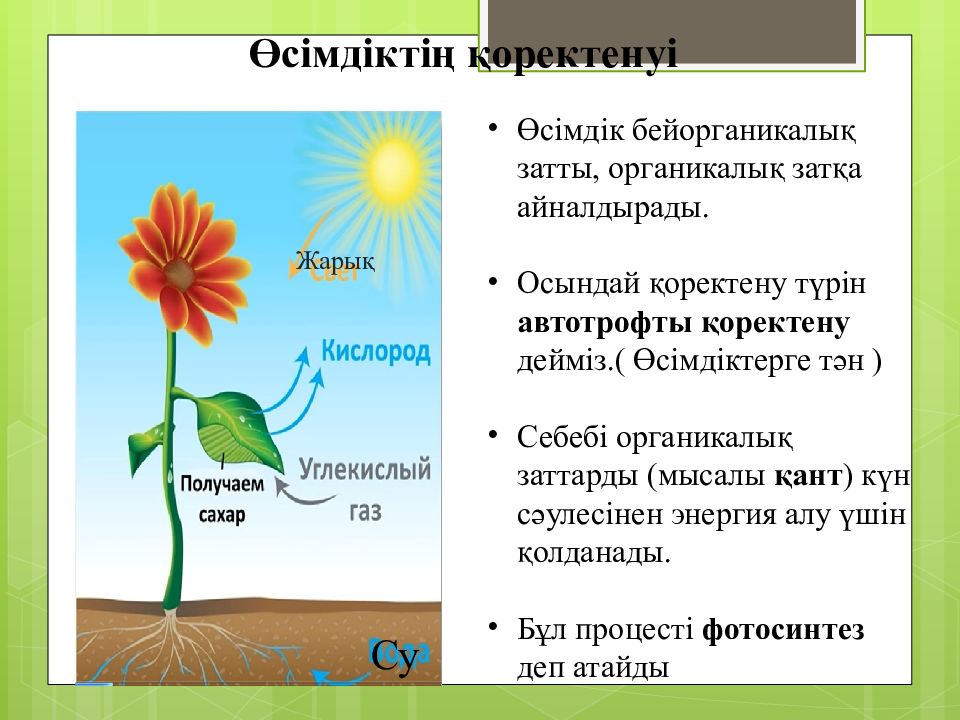 Повышение продуктивности фотосинтеза в искусственных экологических системах презентация