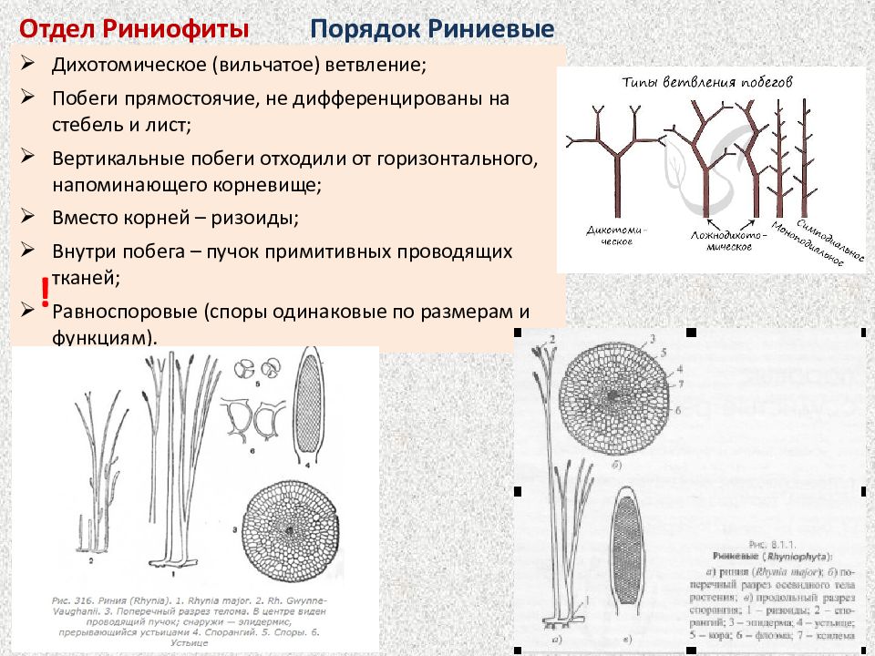 Древние сосудистые растения