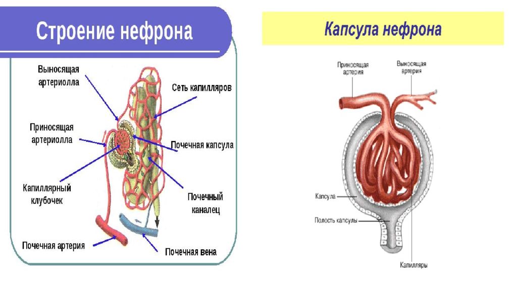 Тема строение. Капсула нефрона строение рисунок. Строение почки капсула нефрона. Строение капсулы нефрона анатомия. Капсула почки строение.