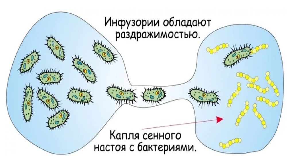 Положительный фототаксис. Раздражимость простейших. Раздражимость одноклеточных организмов. Раздражимость инфузории туфельки. Фототаксис и фототропизм.