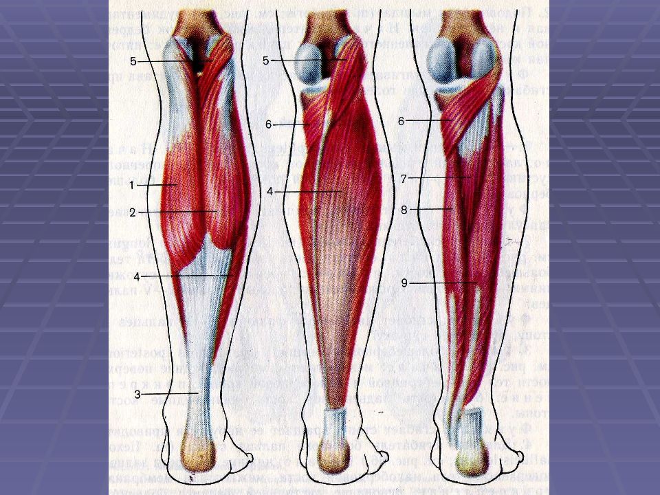 Анатомия мышц голени Синельников