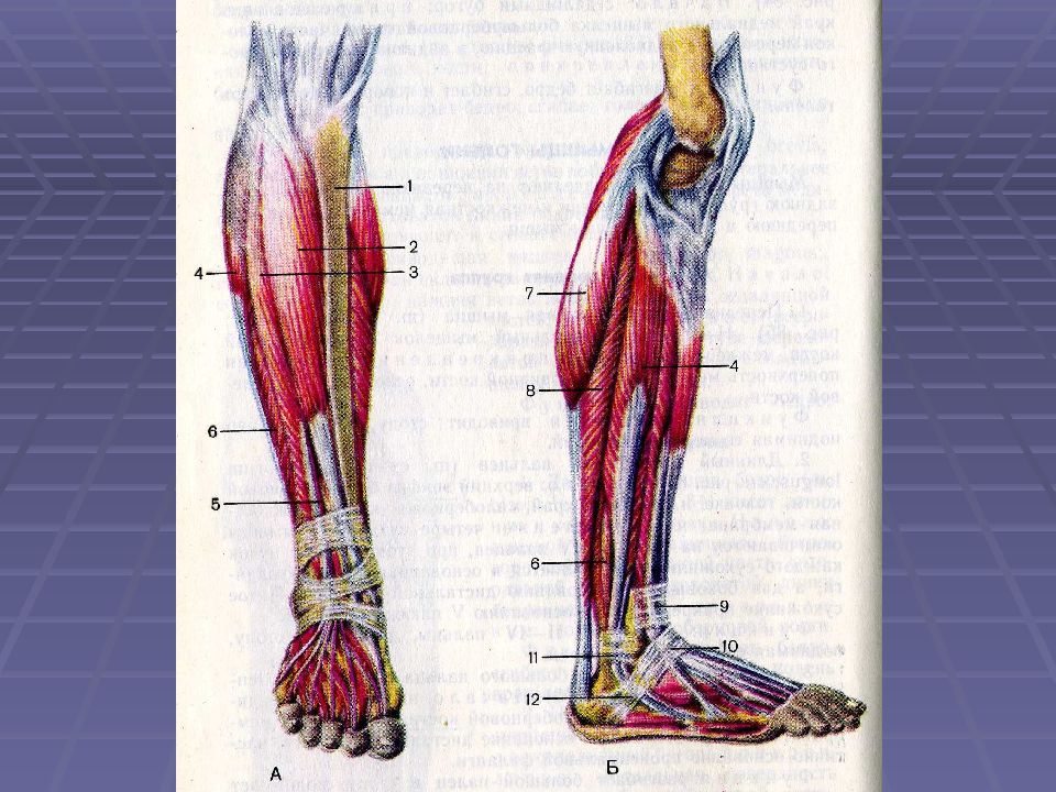 Canalis cruropopliteus стенки