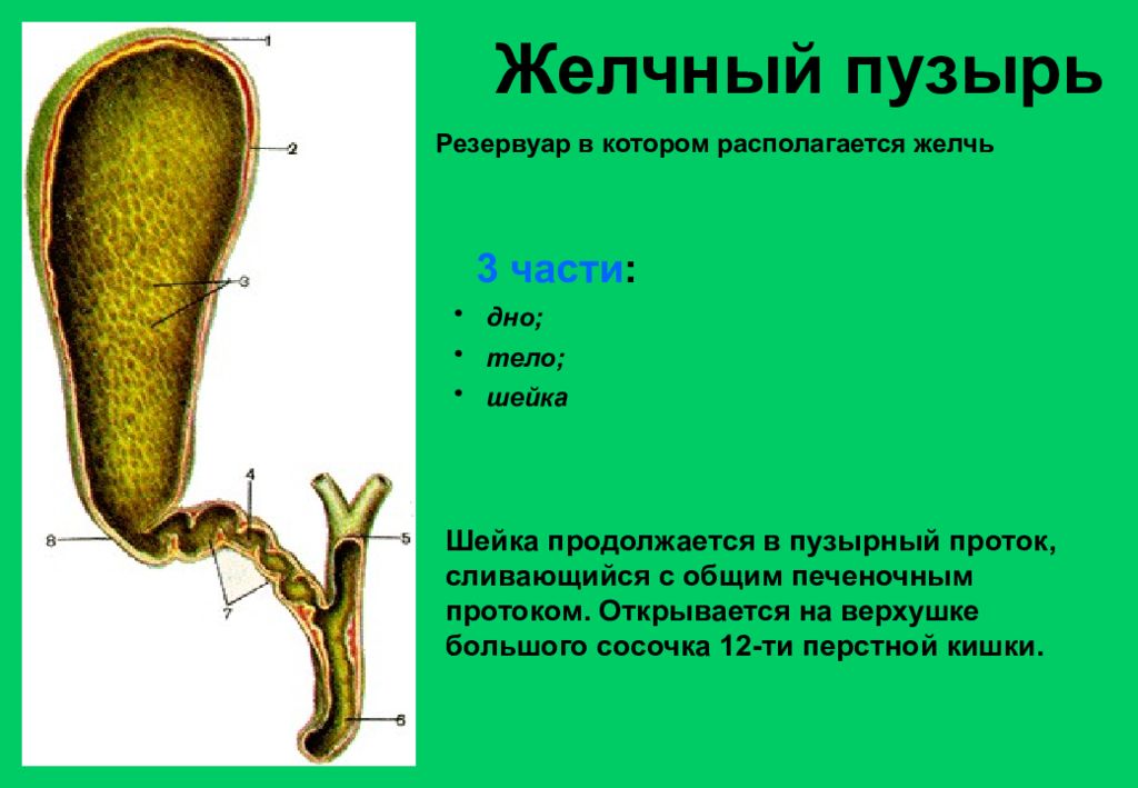 Желчный пузырь шейка тело. Анатомические части желчного пузыря. Желчные протоки анатомия латынь. Строение желчного пузыря анатомия. Желчный пузырь Анатолия.