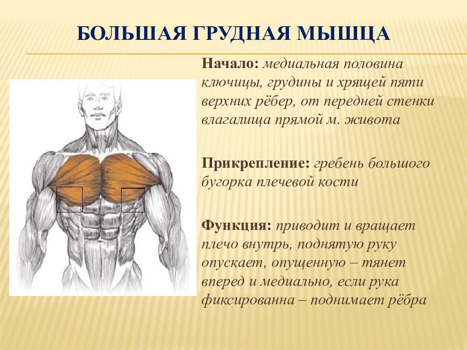 Большая грудная мышца. Функции прикрепления большой грудной мышцы. Большая грудная мышца функции. Функция большой грудной мыш. Больная грудная мышца начало.