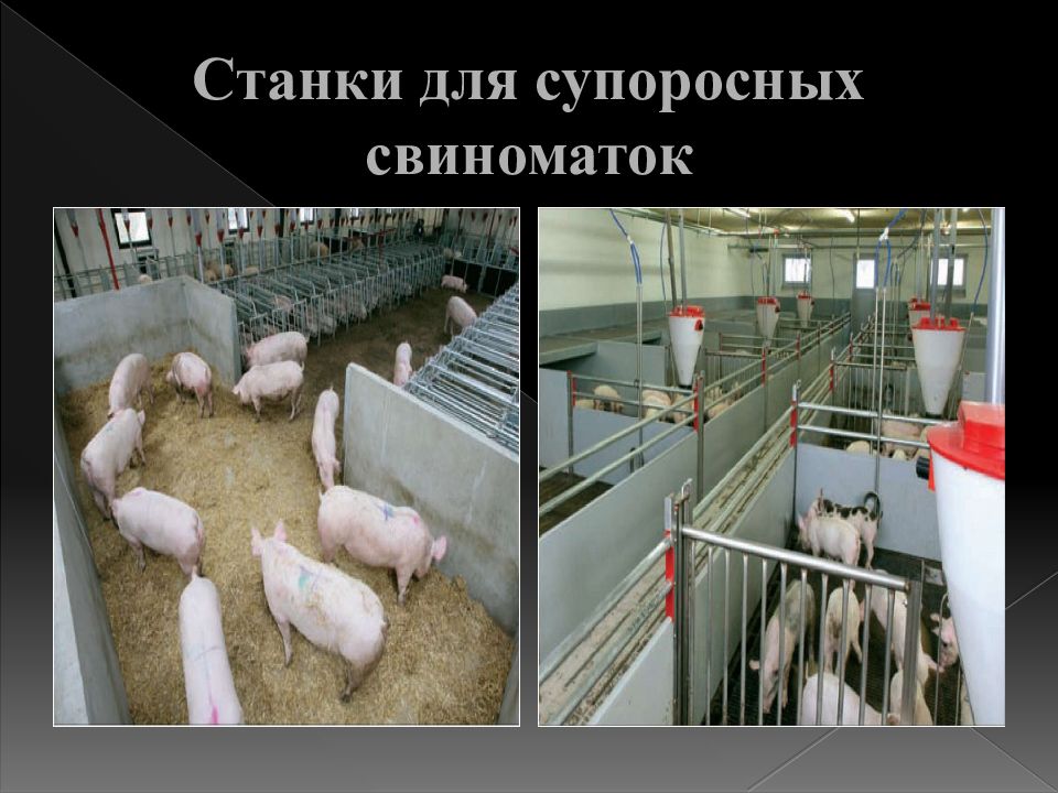 Зао назаровское свиноферма. Содержание супоросных свиноматок. Кормушки для свиней биг дачмен. Доращивание поросят биг дачмен. Содержание супоросных свиноматок.