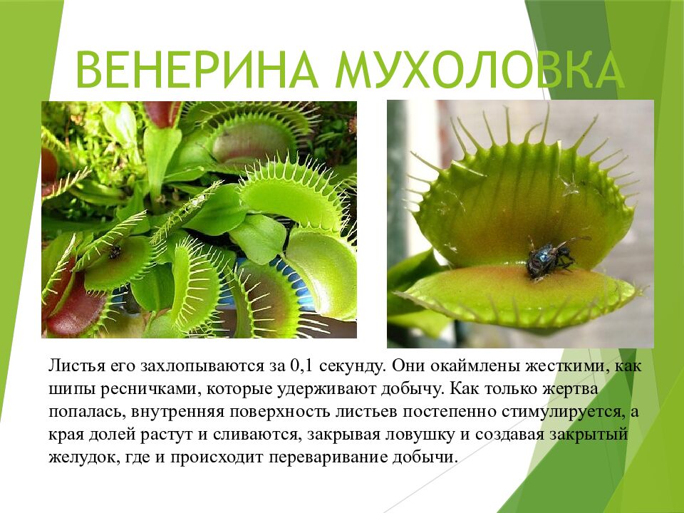 ВЕНЕРИНА МУХОЛОВКА