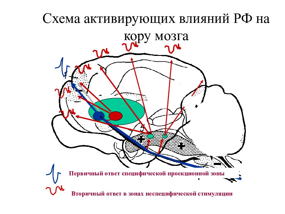 Проекционные зоны мозга. Вторичные проекционные зоны сенсорной коры. Карта схема психофизиология внимания. Психофизиология памяти. Пер- вичной соматической проекционной зоне.