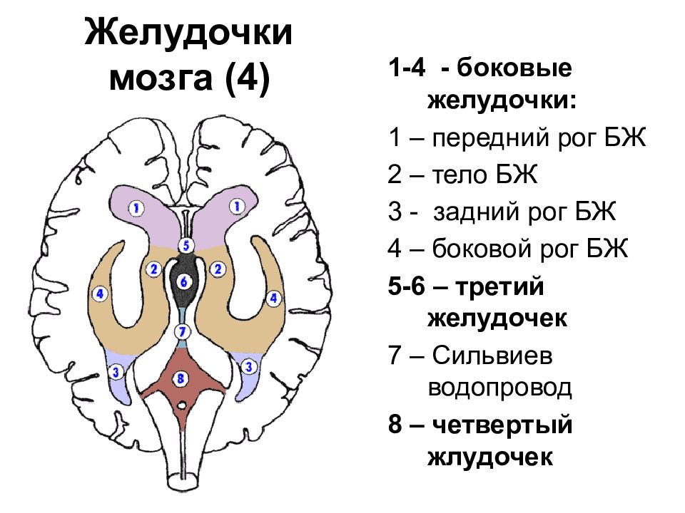 Медиальная стенка переднего рога образована