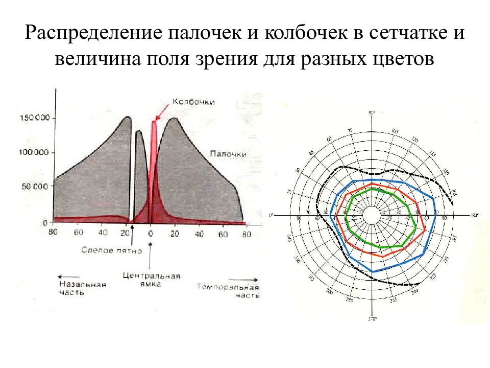 Распределение по частям. Распределение колбочек и палочек по сетчатке. Распределение колбочек в сетчатке. Распределение палочек и колбочек в сетчатке. Палочки и колбочки в сетчатке распределены.