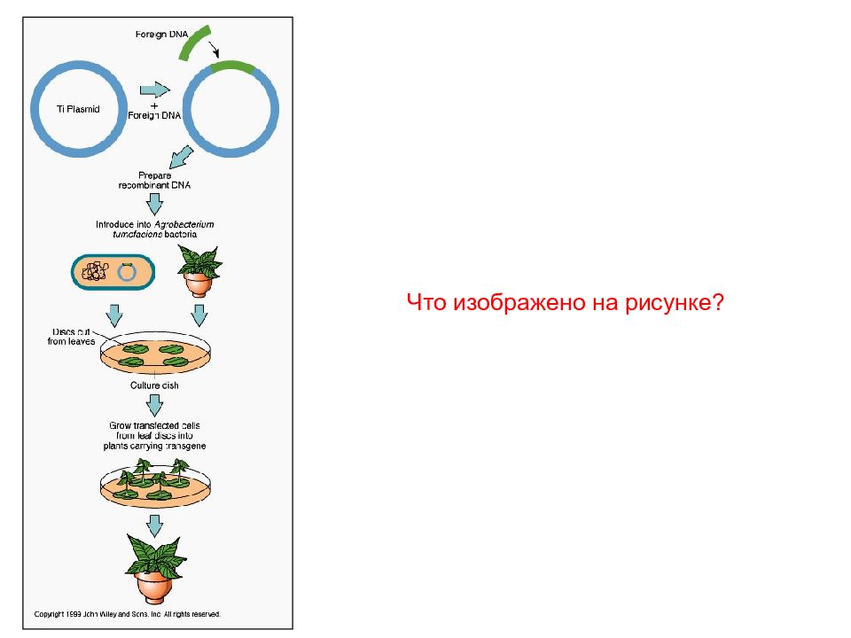 Селекция пименов презентация