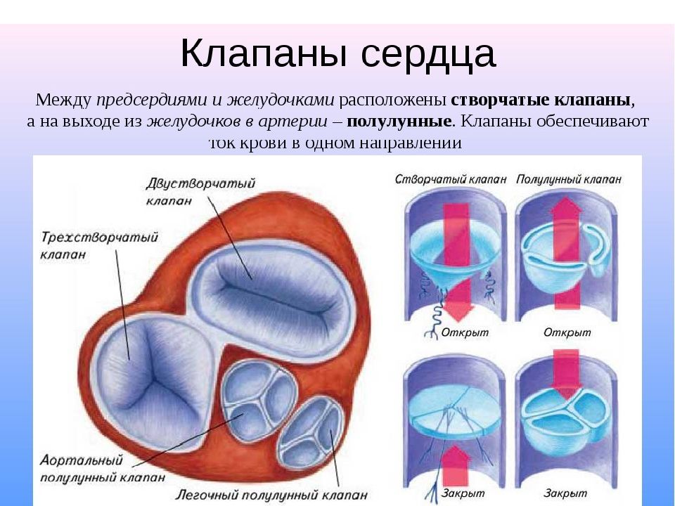 Кровеносная система 3 класс планета знаний презентация