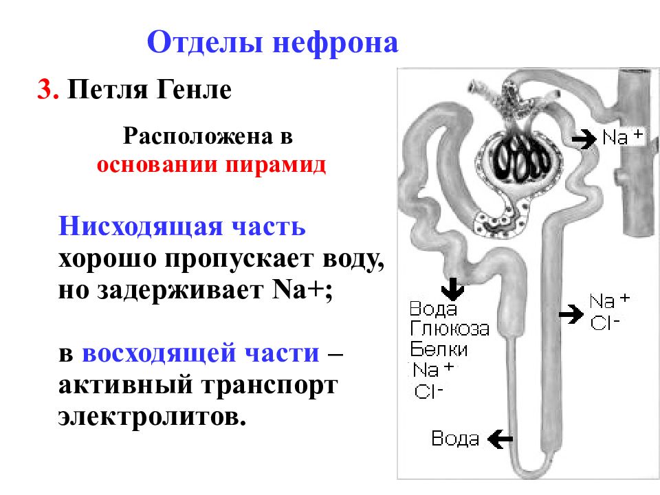 Петля генле. Петля Генле нефрона почки. Функции петли Генле нефрона. Структура нефрона петля Генле. Строение нефрона петля Генле.