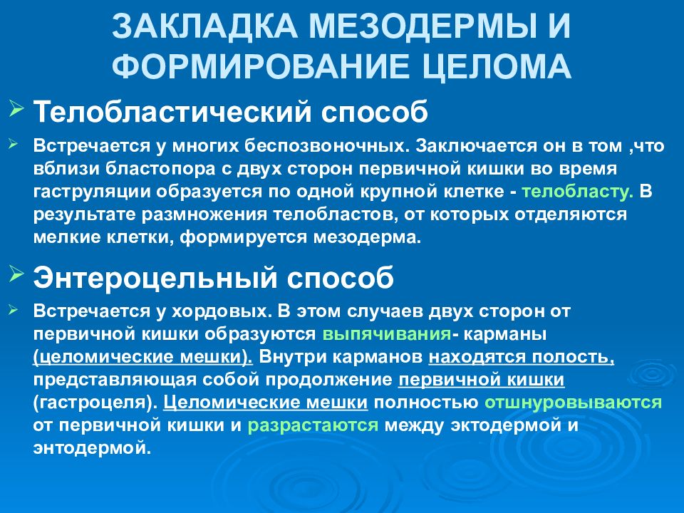 Формирование мезодермы. Телобластический способ образования мезодермы. Способы закладки мезодермы. Способы образования мезодермы. Типы образования мезодермы.