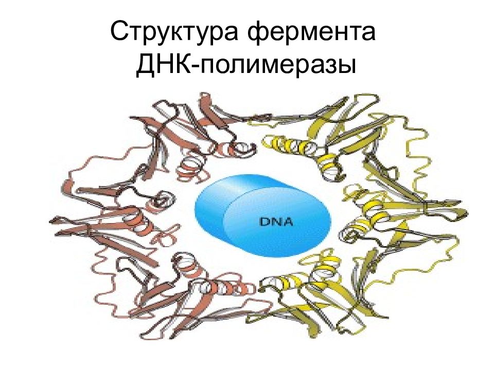 Ферменты днк. Ферменты ДНК полимеразы. Четвертичная структура ДНК полимеразы. Фермент полимераза. Фермент раскручивающий ДНК.