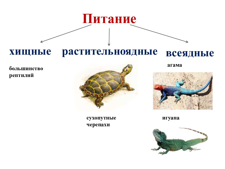 Пресмыкающиеся 1 класс презентация