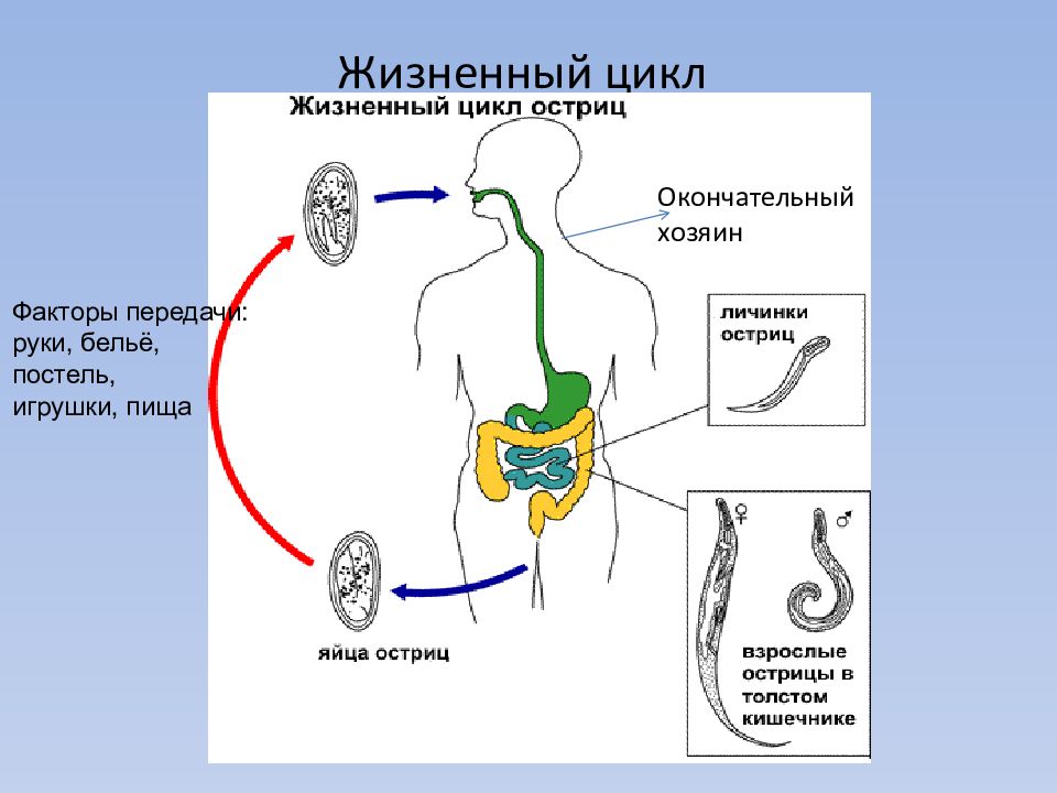 Рассмотрите рисунок на котором представлен цикл развития острицы детской и ответьте на вопросы