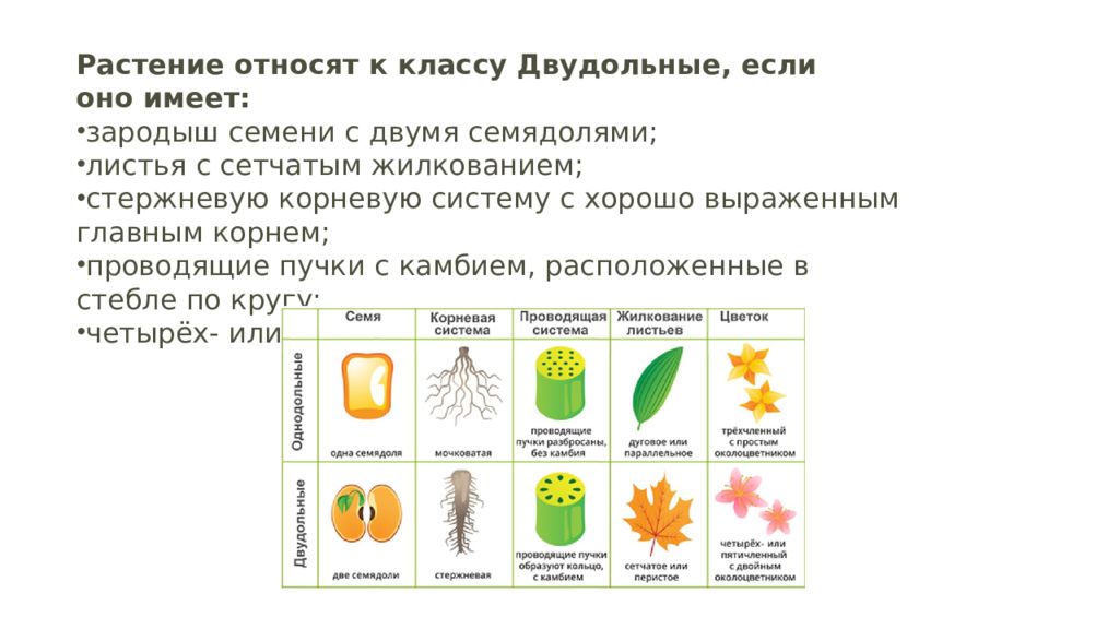 Презентация 6 класс биология семейства класса двудольные