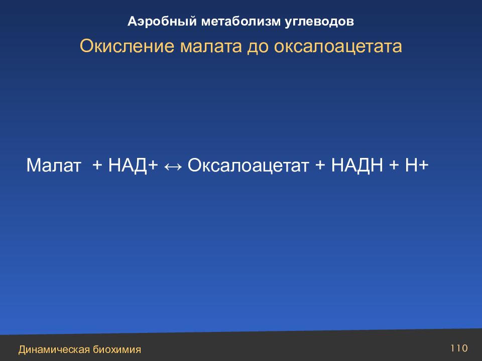 Обеспечивает аэробное окисление углеводов. Малат в энергетическом обмене.