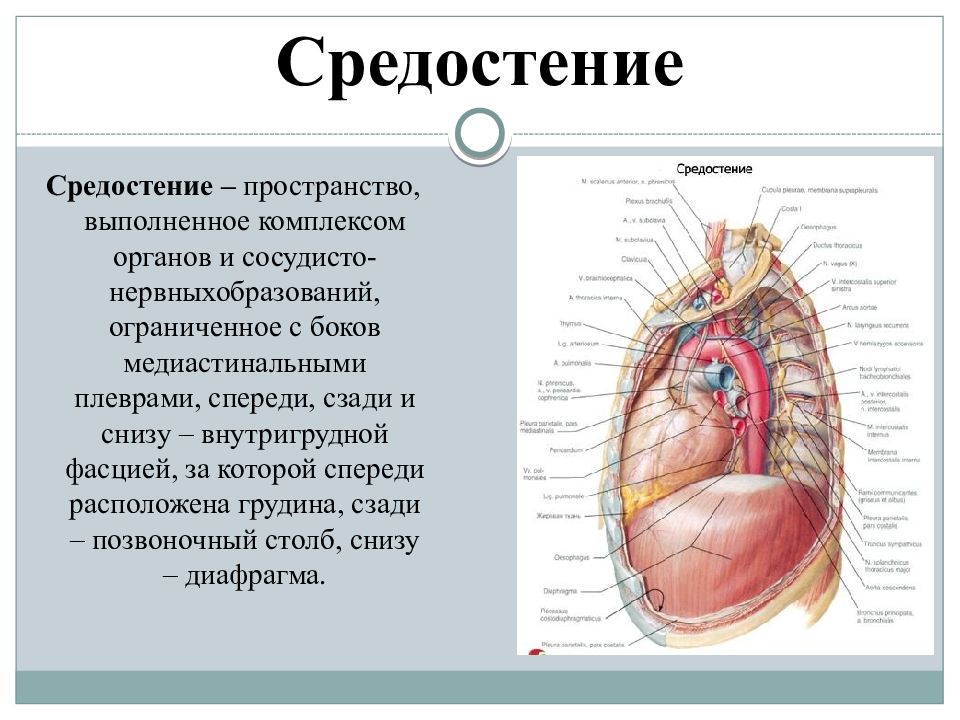 Средостение это