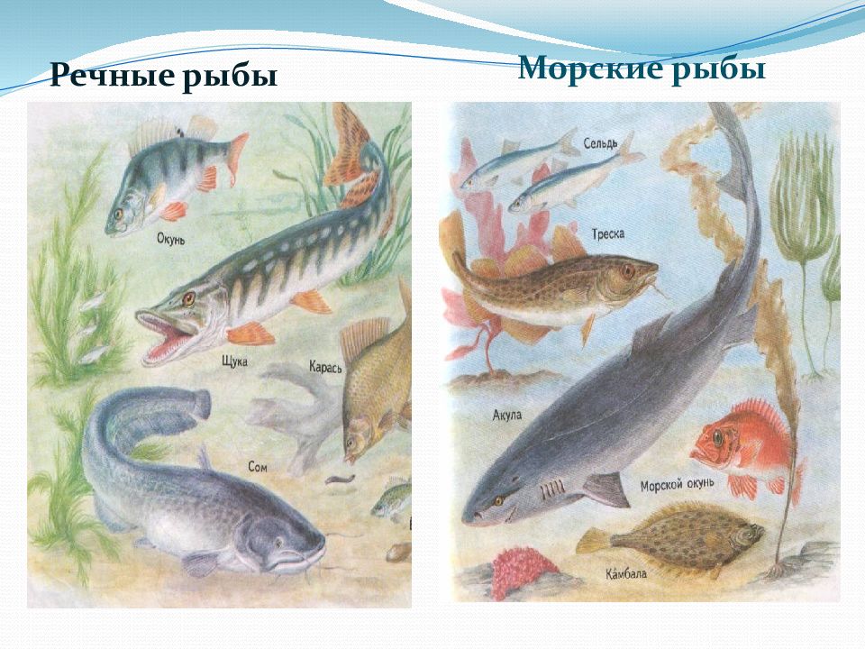 Презентация для дошкольников рыбы морские и речные