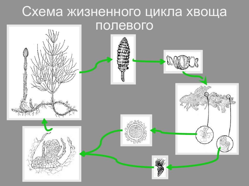 Развитие хвощи и плауны. Жизненный цикл хвоща схема. Цикл развития хвоща полевого. Цикл размножения хвощей. Цикл воспроизведения хвоща полевого.
